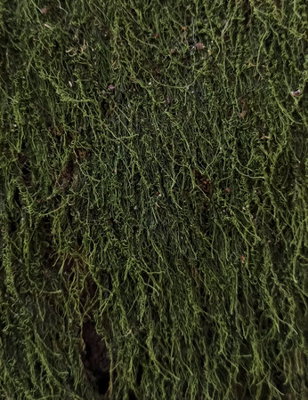 Green moss on a big treeの写真素材