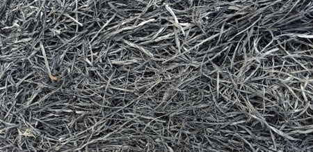 The ash surface in the forestの写真素材