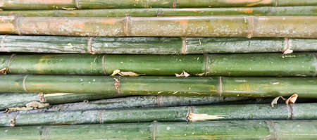 A lot of green bambooの写真素材
