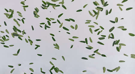 Many small green leaves (background)の写真素材