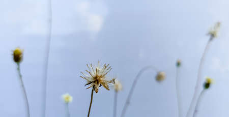 Grass flowers in the fieldの写真素材