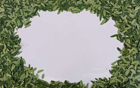 Many small green leaves (background)の写真素材