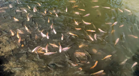 Many small fish in the pondの写真素材
