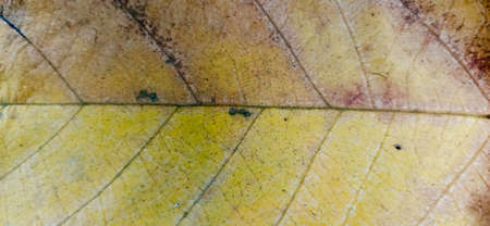 Patterns on the leaf surface