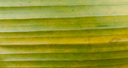 Yellow banana leaves in the gardenの写真素材