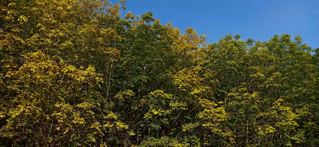 Spring tree atmosphere (atmosphere background)の写真素材