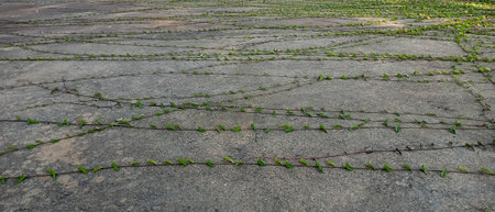 Vines on the cement floorの写真素材