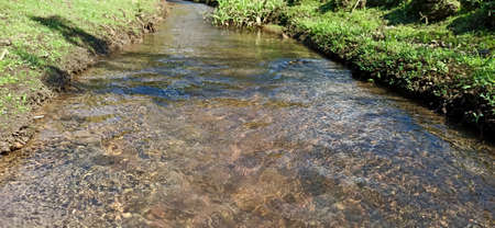 river in the forest