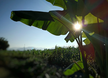 sunlight in the forestの写真素材