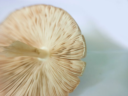 mushroom skinの写真素材