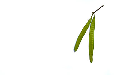 acacia fruitの写真素材