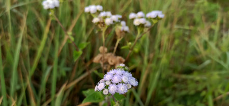 purple wild flowers
