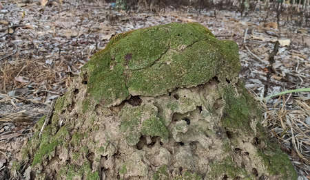 termite nestの写真素材