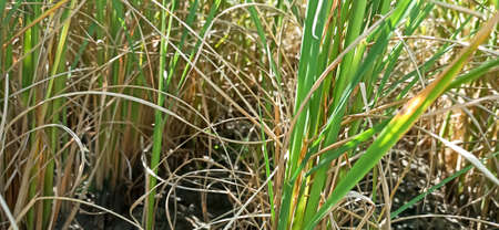 rice fieldの写真素材