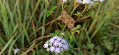 purple wild flowers