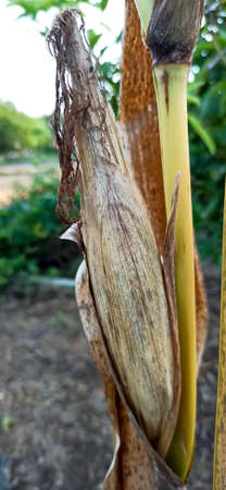 corn in the garden
