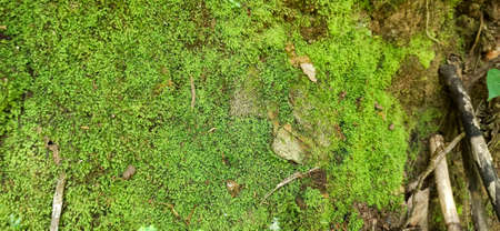 fern in the forest