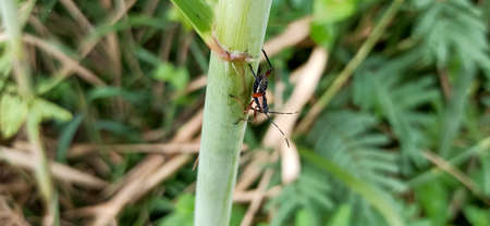 insects in the forest
