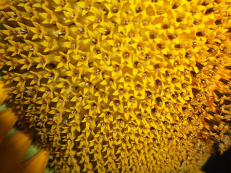 sunflower skinの写真素材