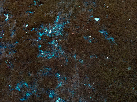 green moss on cement floor