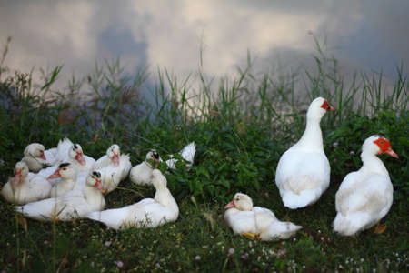 Mother and father duck with ducks little approaching the pond の写真素材