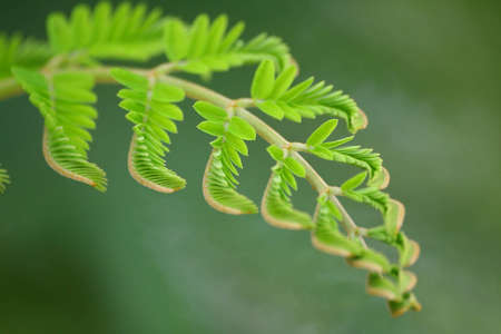 Beautiful closeup young Tamarind Leafの写真素材