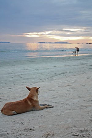 lonely dogの写真素材