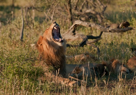 Lion yawning at sunset in the African bushの写真素材