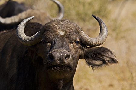 Cape Buffalo portrait (wild)