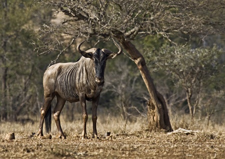 Blue Wildebeest standing in the shade of an acacia treeの写真素材