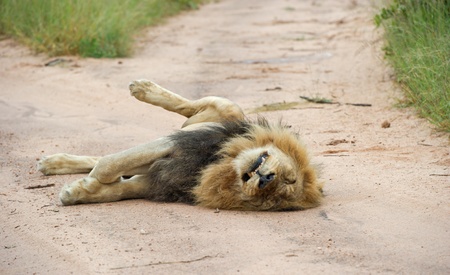 Lazy male lion dozing in a dirt road in the bushの写真素材