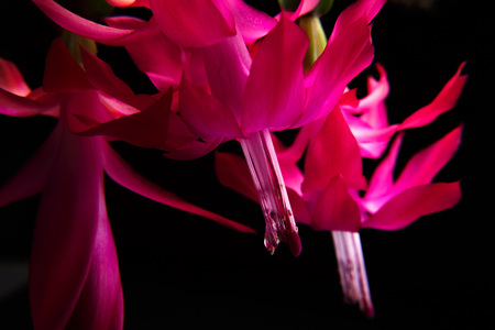 Deep focus of red flowers and leaves isolated on a black background. flower Decembrist. macro flower Schlumbergerの写真素材