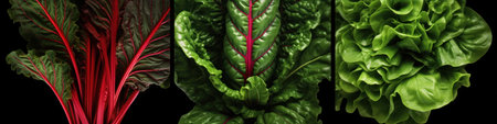 Set of red and green chard leaves isolated on black background.の素材