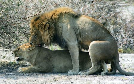 Maiting lions in savanna on Okavango deltaの写真素材