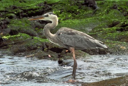 Grey galapagos egret in waterの写真素材