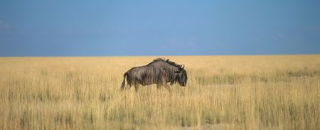Single gnu in dry season in savannahの写真素材