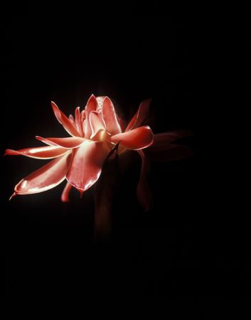 Beautiful single flowers orchid in Borneo jungle