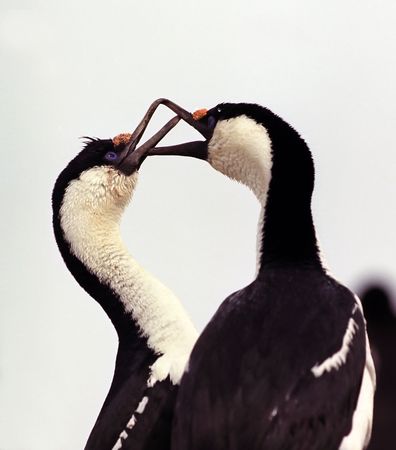 Game two blue-eyed comorants in falkland islandsの写真素材