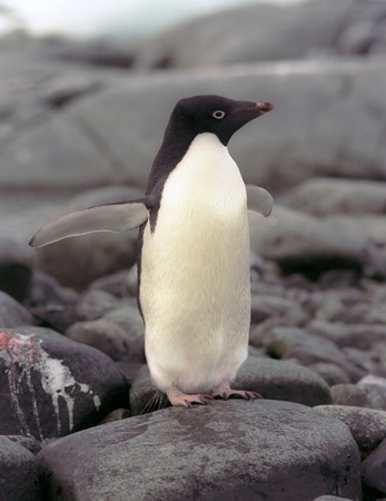 Adelie penguins の写真素材