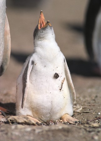 King penguin chick in Antarcticaの写真素材