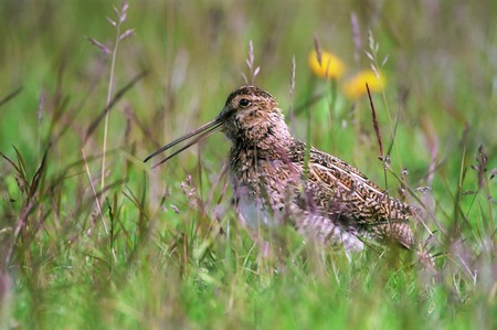 Dunlin ( Calidris alpina ) in the grassの写真素材