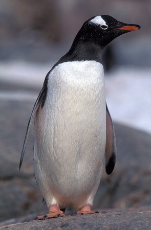 Gentoo penguin on the stone in Antarcticaの写真素材