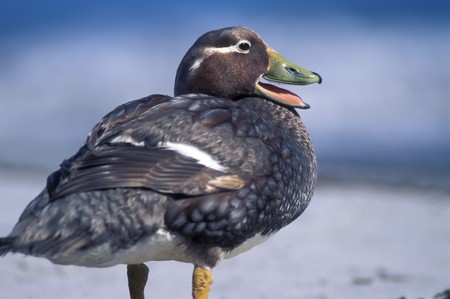 Portrait duck with open mouthの写真素材