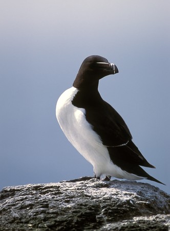 Razorbill ( Alca torda ) on cliff Scotland coastlineの写真素材