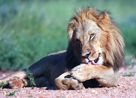 Young lion in Kruger park of South Africaの写真素材