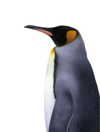 Emperor penguin isolated on white with pathの写真素材