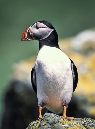 Puffin in coastline of Scotland islandの写真素材