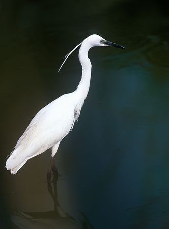 Hunting white egret in waterの写真素材