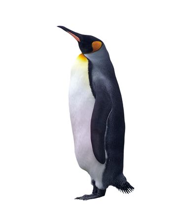 Emperor penguin isolated on white with clipping pathの写真素材