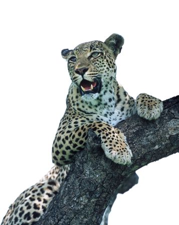 Leopard sitting on the tree isolated on whiteの写真素材